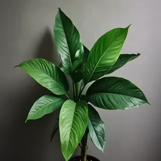 plant wallpaper iphone