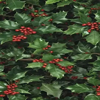 images holly