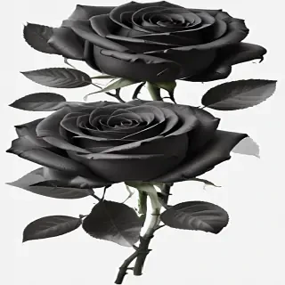 black roses png