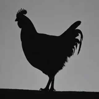 silhouette of a chicken