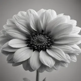 black and white flower png