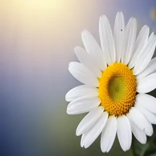 wallpaper daisy flower