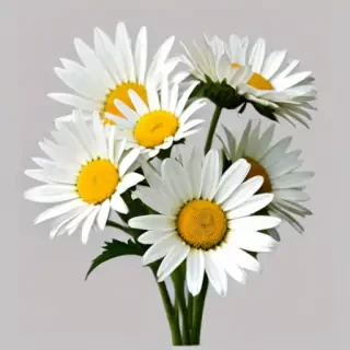 daisies png