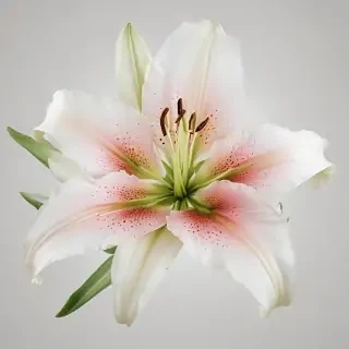 lily flower png
