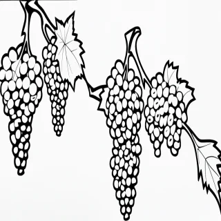 grapes clipart black and white