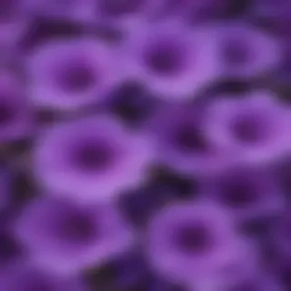 purple flowers background