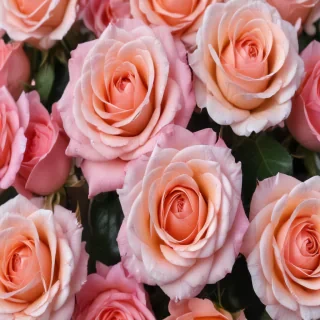 full screen rose wallpaper hd