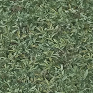 aesthetic sage green