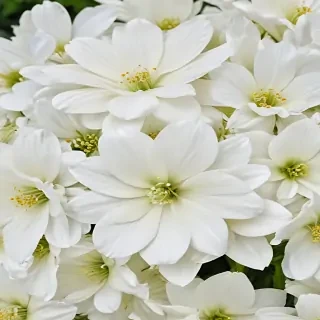 background white flower