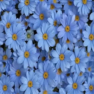 blue flowers background