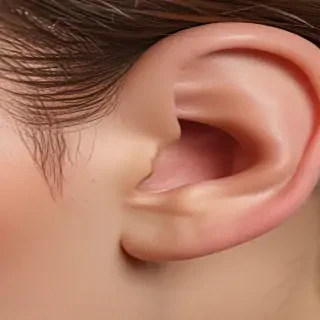ear png