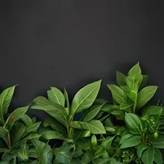 zoom background plants