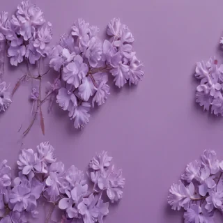 mauve background