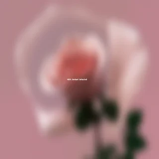 rose png transparent