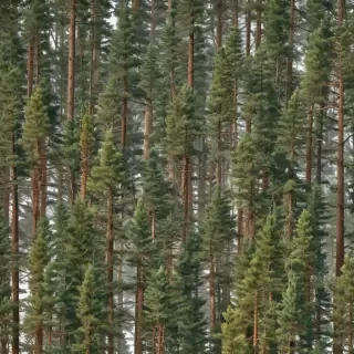 pine trees transparent background