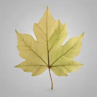 leaf transparent background