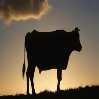 cow silhouette