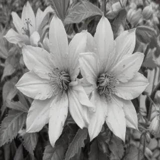 pencil drawn flowers