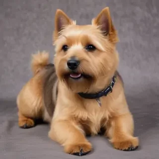 norwich terrier