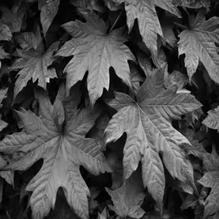 leaves black and white