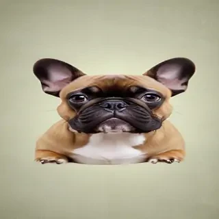 french bulldog background