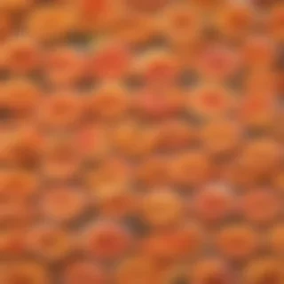 cute peach background