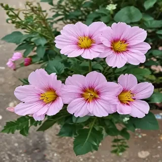 pretty flowers
