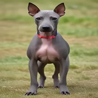 american hairless terrier