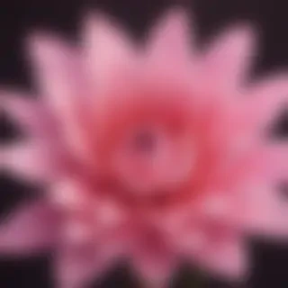 wallpapers pink iphone