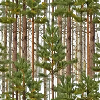pine tree transparent