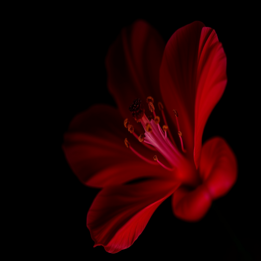 close-up of a vibrant red flower against a dark background, captured with a Canon EOS 5D Mark IV, aperture f/2.8, ISO 100, 85mm lens, natural light, shallow depth of field, high contrast