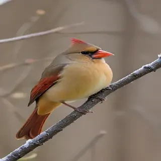 female cardinal