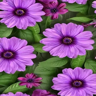 purple flowers png
