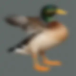 duck clipart