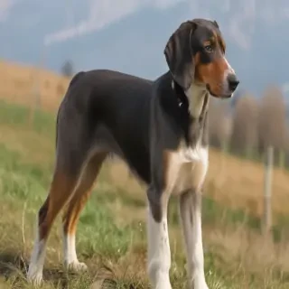 transylvanian hound