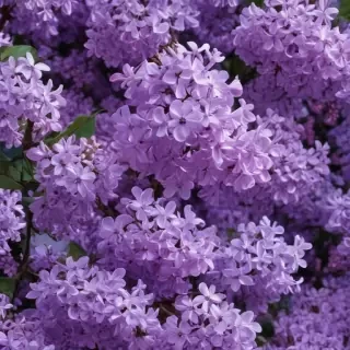 aesthetic lilac wallpaper