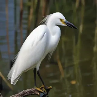 snowy egret