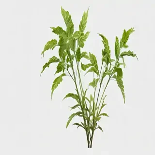 plant transparent background