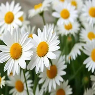 daisy wallpaper for desktop