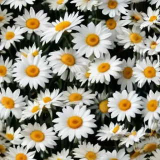 wallpaper daisy flower