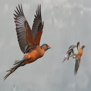 png birds flying