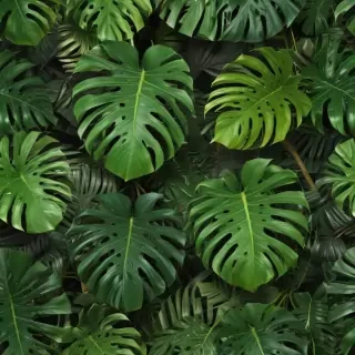 monstera background