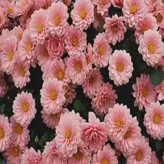wallpaper aesthetic flowers