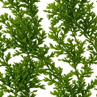 seaweed png