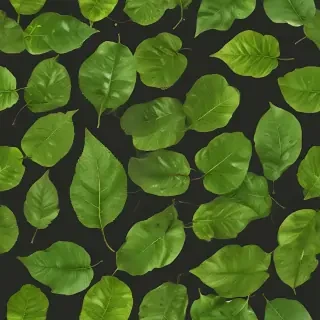 leaf png transparent