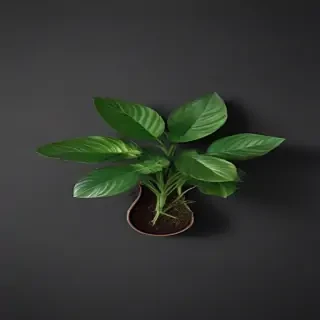 plant desktop wallpaper