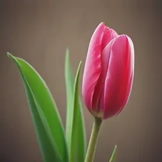 tulip iphone wallpaper