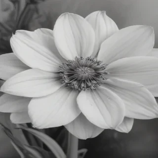 flower pencil drawing