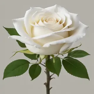 white roses png