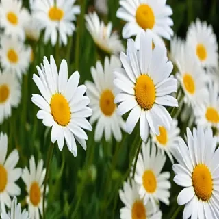 daisy flower wallpaper